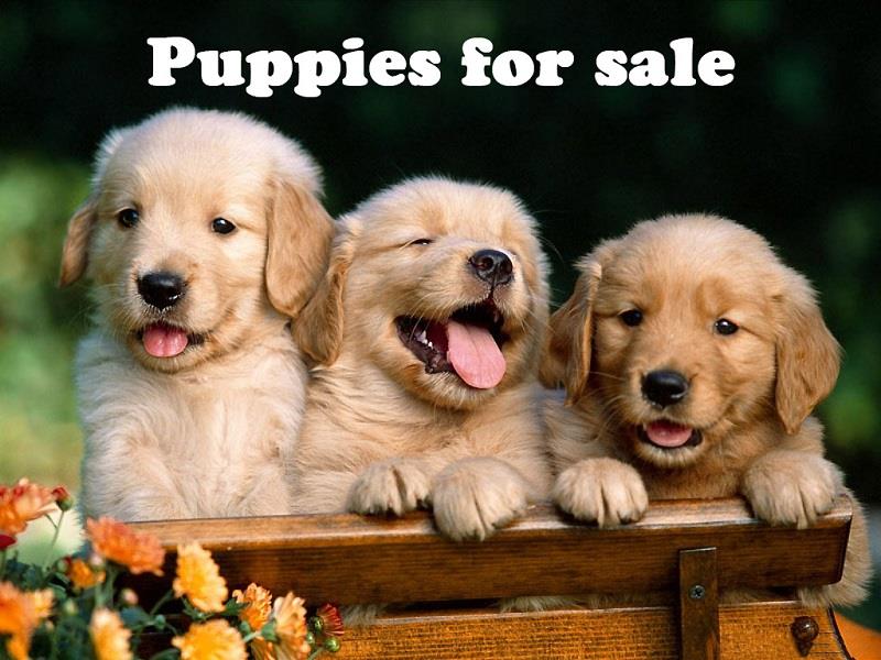 truyện ngắn tiếng Anh