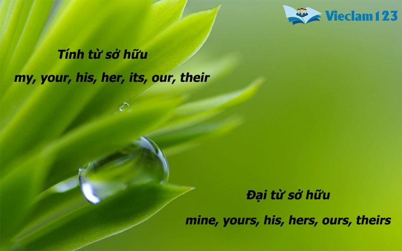 Tính từ sở hữu