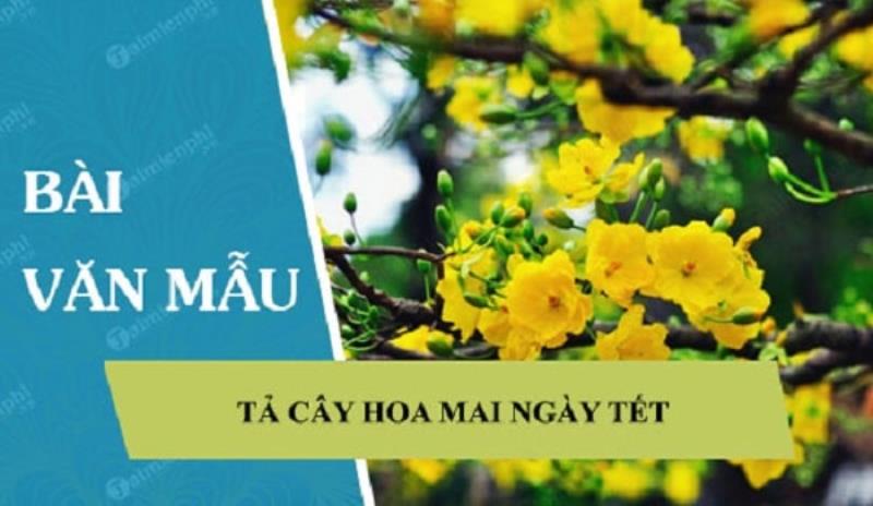 bài văn mẫu tả cây mai vàng ngày Tết