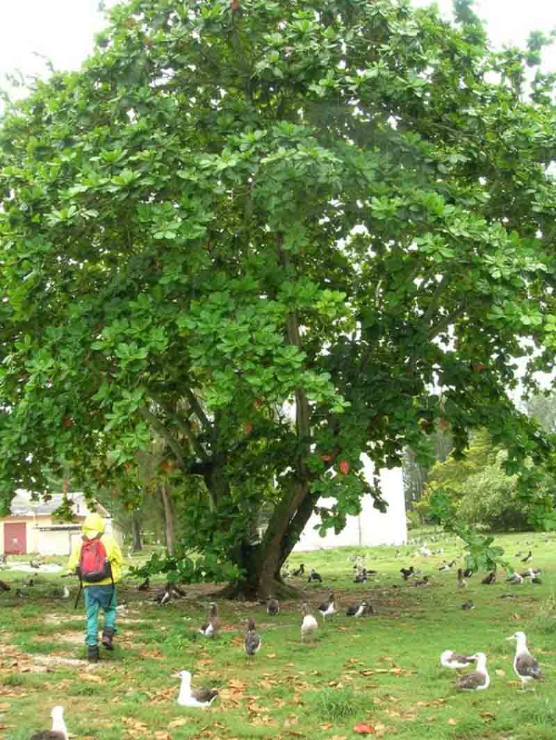 bài văn tả cây bàng số 2