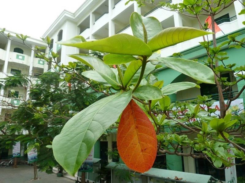 bài văn tả cây bàng số 3