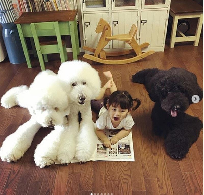 Bạn có bao giờ nghĩ đến việc đọc sách cùng những chú chó?