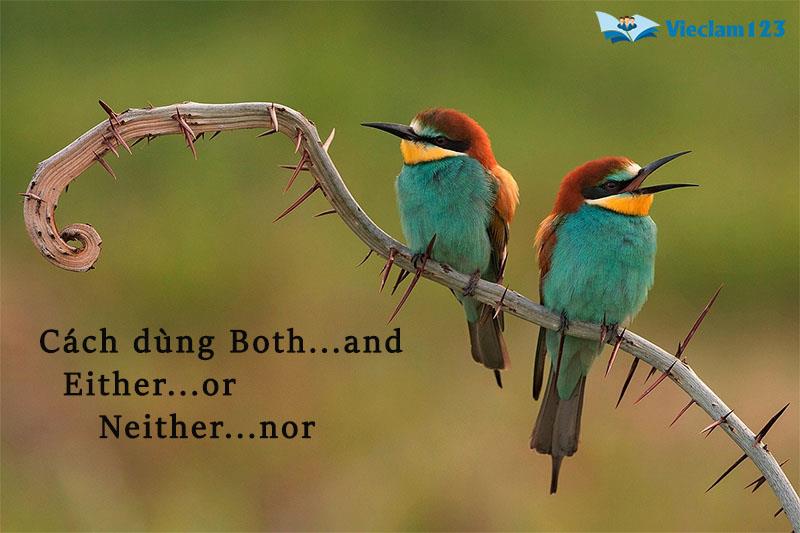 Cách dùng Both Either Neither Cách dùng Both Either Neither