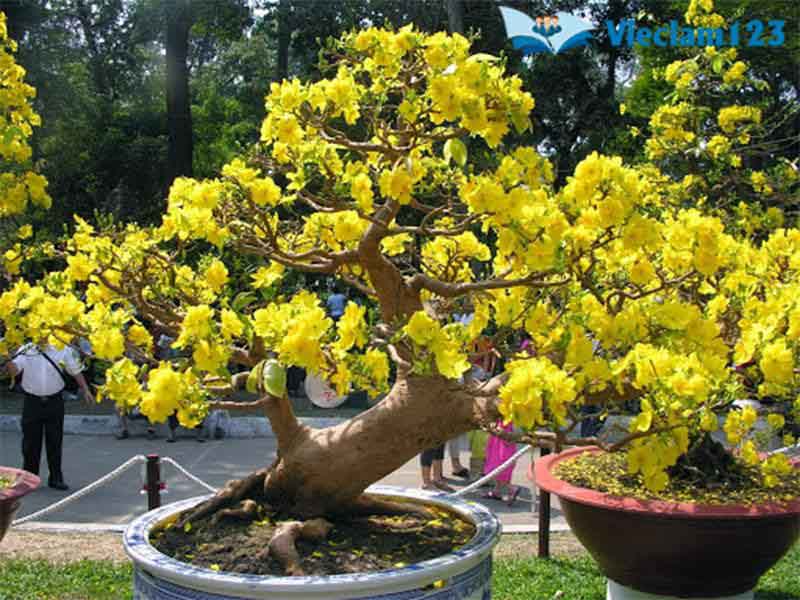 bài văn tả cây mai vàng ngày Tết bài văn tả cây mai vàng ngày Tết