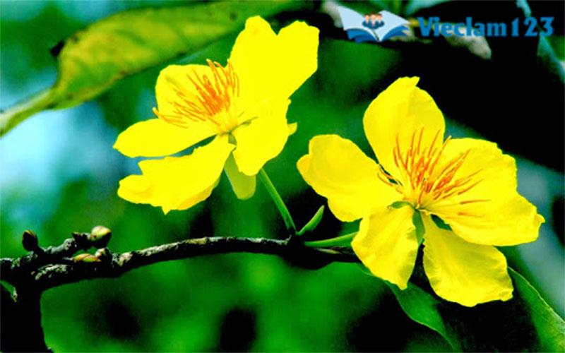 bài văn tả cây mai vàng ngày Tết bài văn tả cây mai vàng ngày Tết