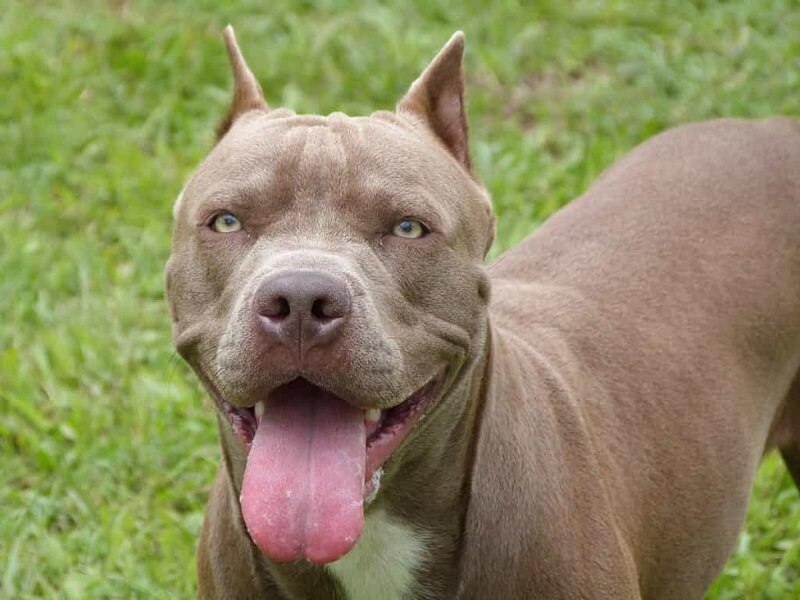 Pitbull được mệnh danh là chúa tể của các dòng chó chiến