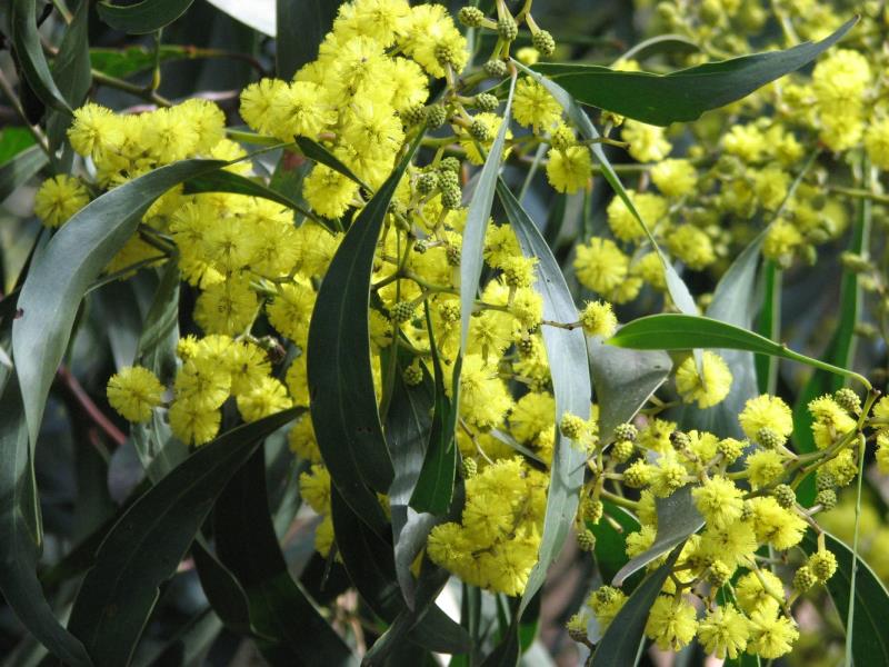 Tìm hiểu gỗ Acacia là gì