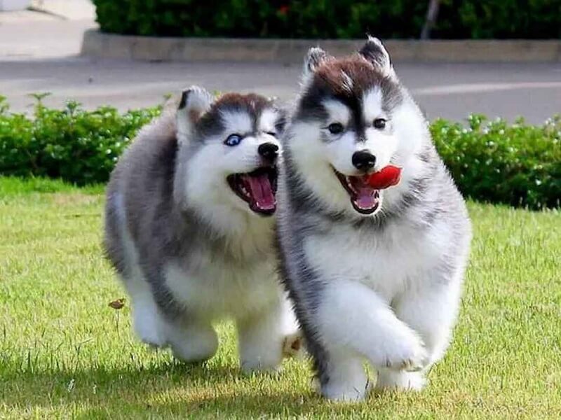 Alaska cần được chăm sóc cẩn thận để phát triển tốt nhất