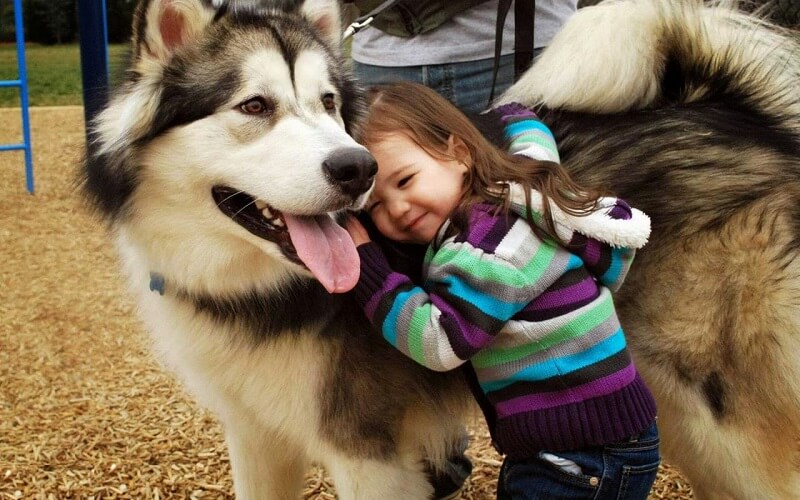 Alaska sống rất tình cảm và yêu thích trẻ nhỏ