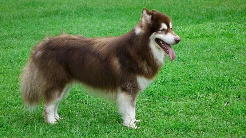 Alaska rất thích sống ở môi trường rộng rãi, tự do hoạt động