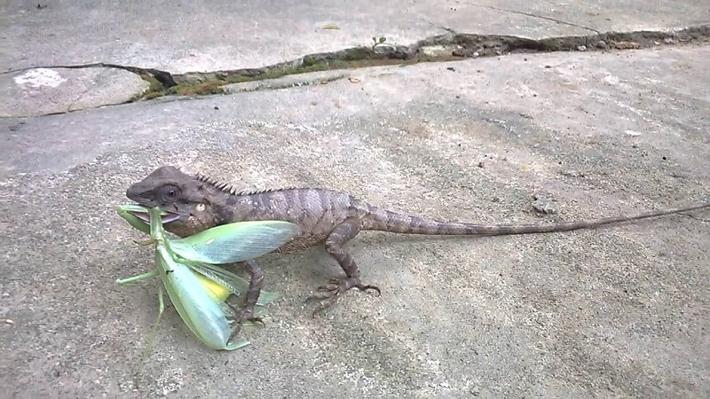 Kỳ nhông săn con bọ ngựa