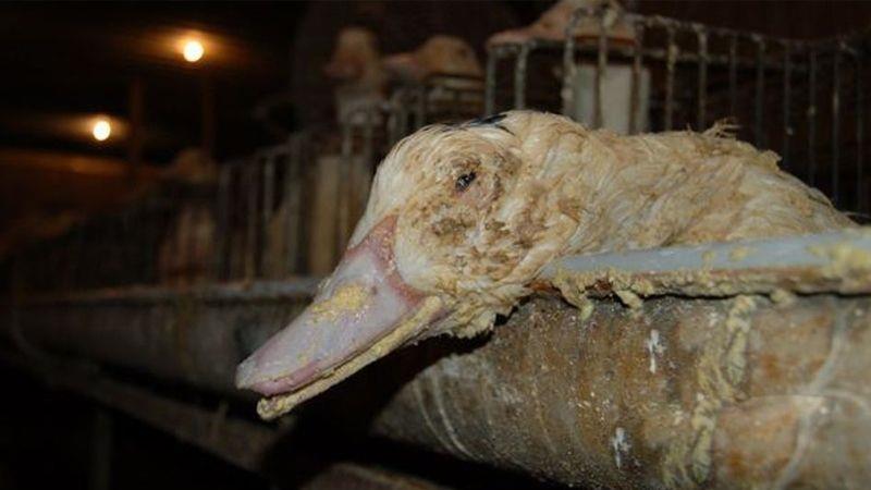 Quá trình cho ăn liên tục khiến gan ngỗng nở to và sinh ra mỡ