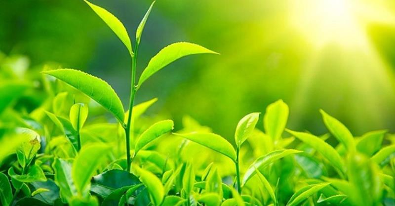 Quá trình quang hợp có sự tham gia của ánh sáng mặt trời