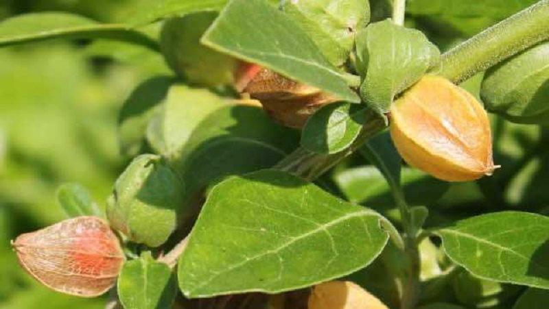 Đặc điểm của Ashwagandha