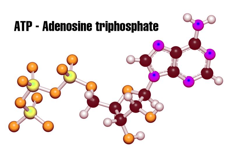 Giải thích khái niệm ATP là gì