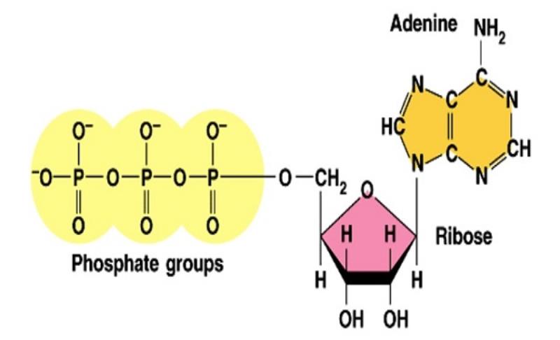Cấu tạo của ATP