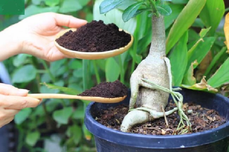 Sử dụng cho cây trồng