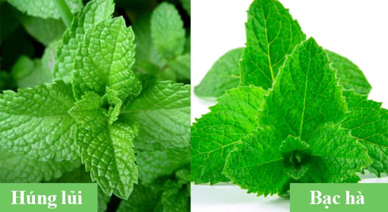 Phân biệt húng lủi và bạc hà