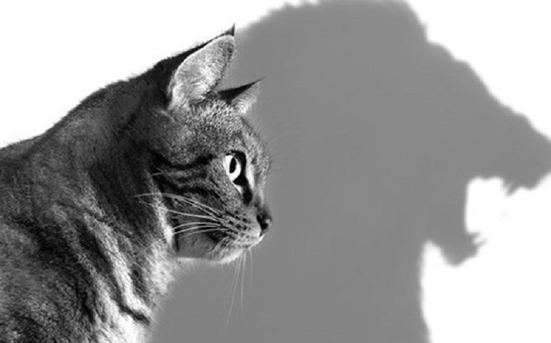 Phương pháp kết nối với bản ngã