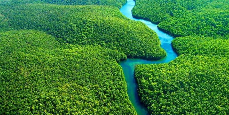 Rừng phòng hộ bảo vệ con người và toàn bộ Trái Đất