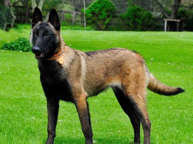 Malinois có khứu giác rất thính và nhạy