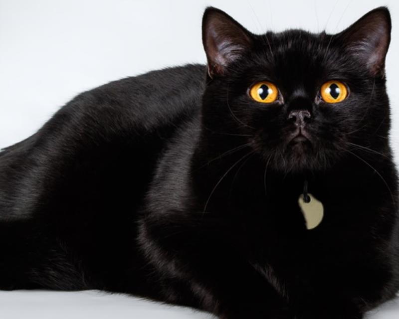 Mèo mun có nhiều câu chuyện bí ẩn xoay quanh