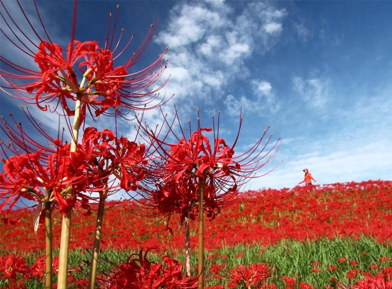 Bỉ Ngạn có nguồn gốc từ Trung Quốc và Nhật Bản