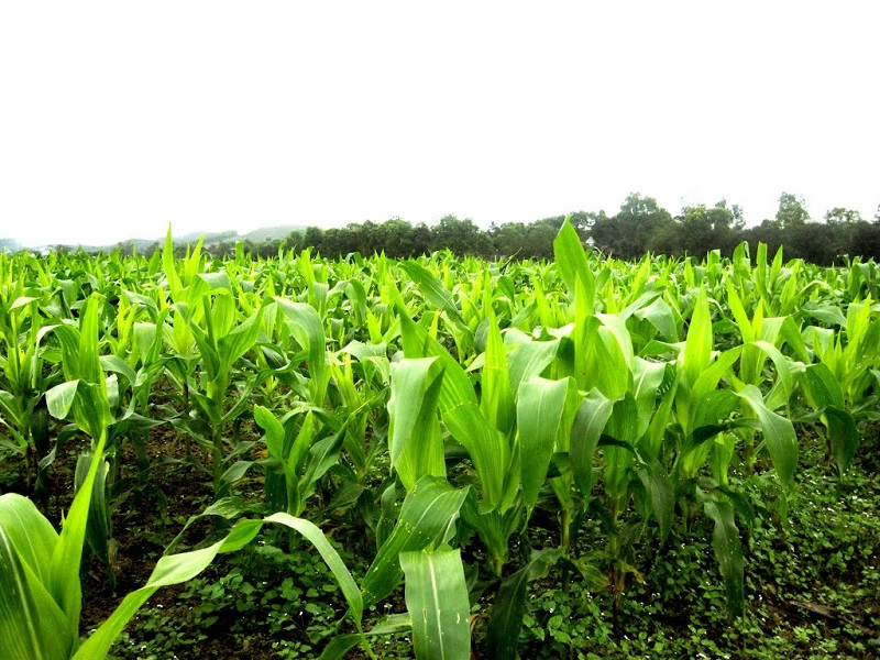 Biểu hiện rõ nhất khi thiếu phân kali ở cây ngô