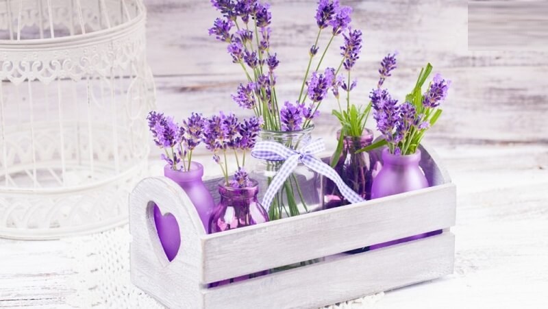 Hoa oải hương là biểu tượng cho tình yêu mãnh liệt