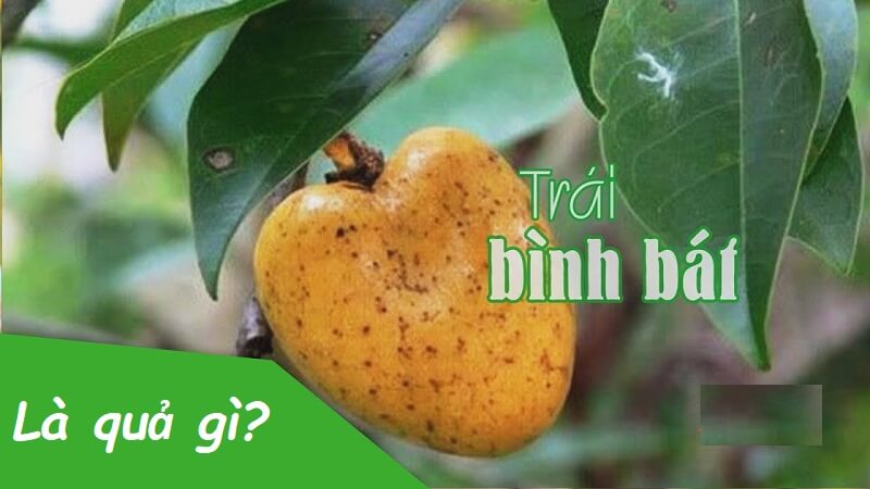 Bình bát là quả gì