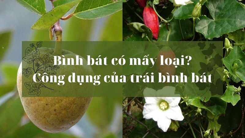 Phân loại, thành phần và công dụng - những điều quan trọng về trái bình bát