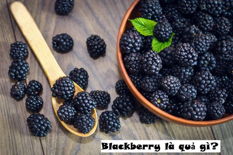 Blackberry là quả gì? Công dụng thần thánh của mâm xôi đen