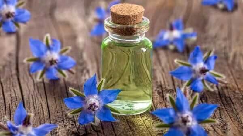 Borage oil là gì?