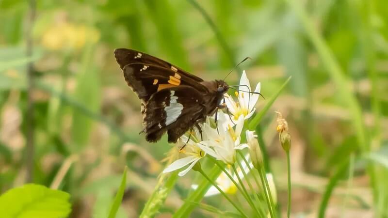 Hai chú bướm nâu đậu vào người cùng lúc là tín hiệu vui