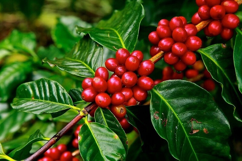 Cà phê Robusta được trồng nhiều ở nước ra