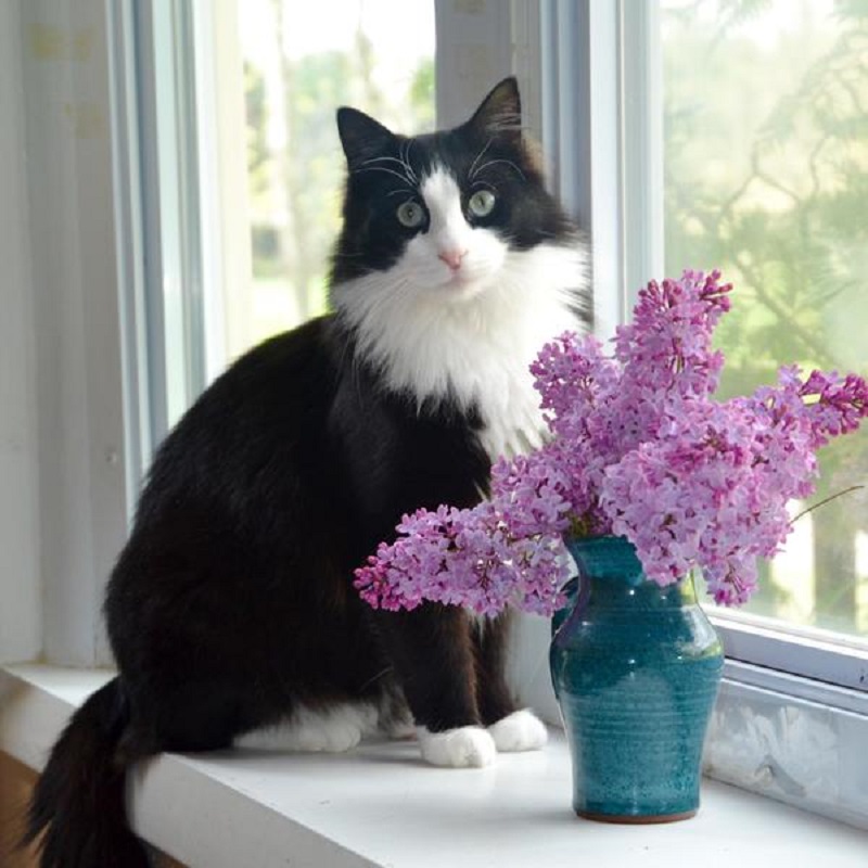 Cách chăm sóc lông mèo Tuxedo