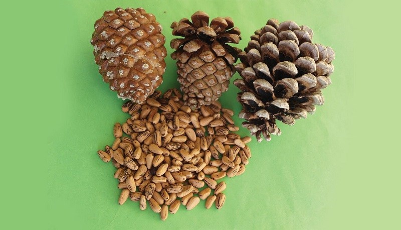 Cách chọn và bảo quản pine nuts