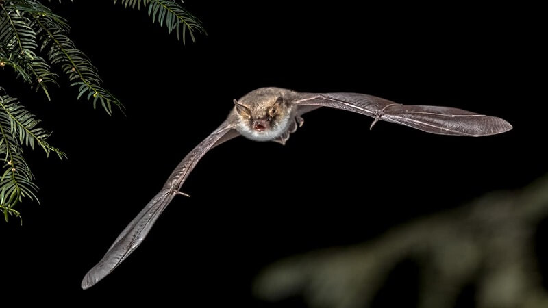 Dơi săn mồi bằng cách phát ra sóng âm