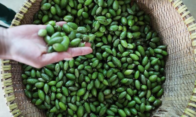 Quả nhót được dùng như thế nào