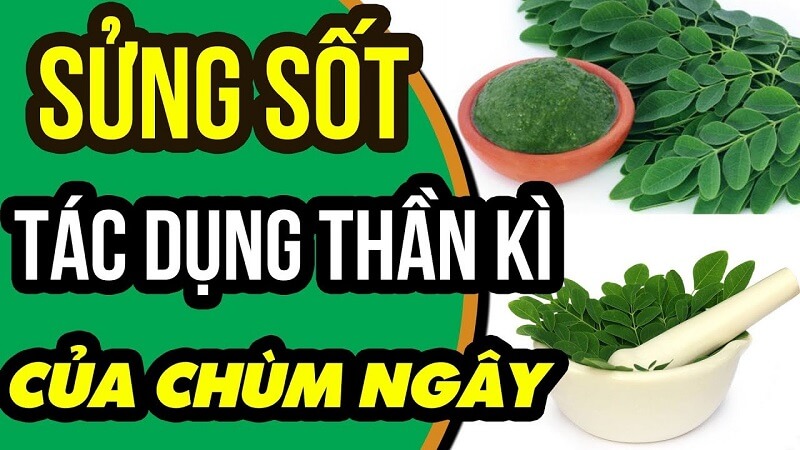 Hướng dẫn cách dùng rau chùm ngây để phát huy công dụng