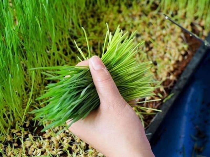 Kinh nghiệm làm bột diệp lục