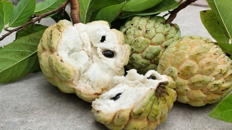 Cách lựa chọn và bảo quản