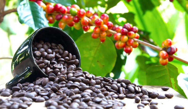 Nguồn gốc của Arabica