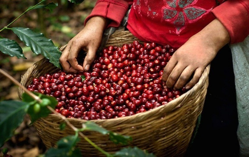 Arabica có những loại nào