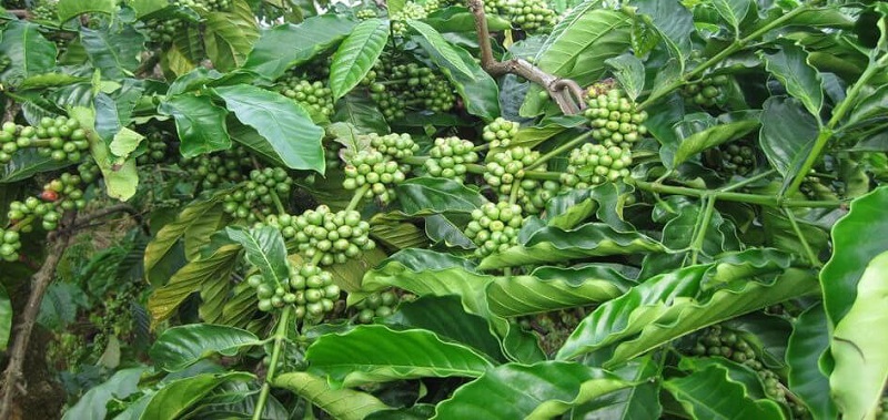 Đặc điểm chi tiết