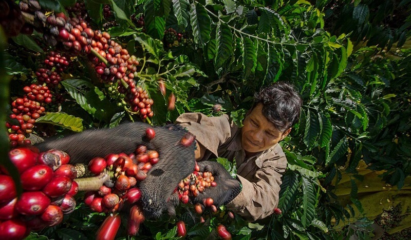 Nước ta giàu tiềm năng phát triển cafe hữu cơ