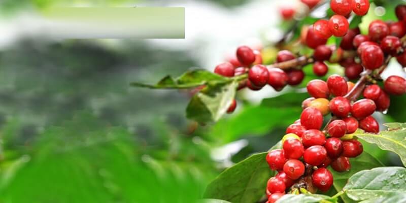 Khái niệm về cafe hữu cơ