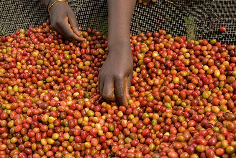 Quy trình cơ bản