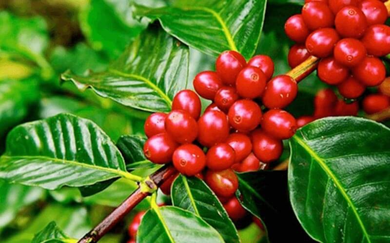 Hương vị cà phê Robusta