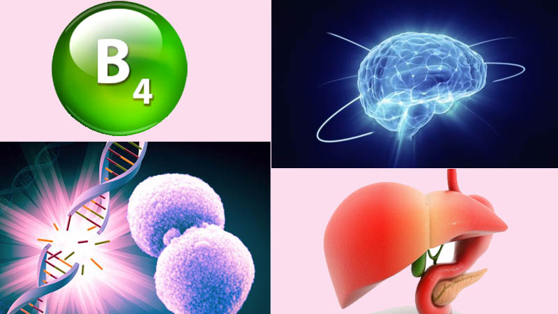 Cần lưu ý điều gì khi bổ sung vitamin B4